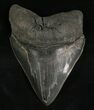 Wide, Anterior Megalodon Tooth #5624-1